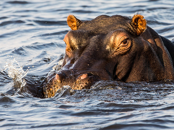 Not the hippo that attacked us, but from the same pod.