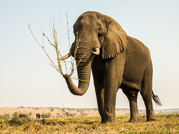 Elephant offering you a bouquet of weeds.