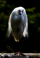 Total fail on both sun angle and head angle, Snowy Egret, Alligator Farm, St. Augustine