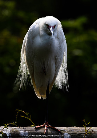 Total fail on both sun angle and head angle, Snowy Egret, Alligator Farm, St. Augustine