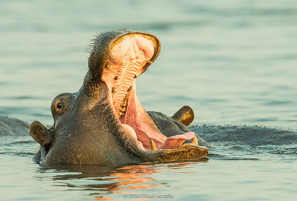 Say "Ahhhh!" Though they're vegetarians, hippos kill a lot more people than lions or leopards due to being highly territorial and living near people.