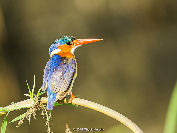 Another Malachite Kingfisher, a teensy, beautiful bird
