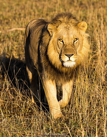 If you're an impala, this is the feline view you really don't want to see.