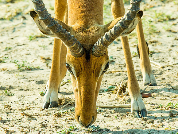 Impala, head shot.