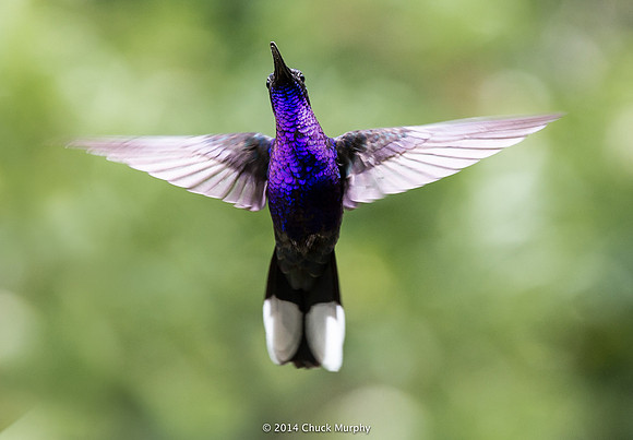 Violet Sabrewing