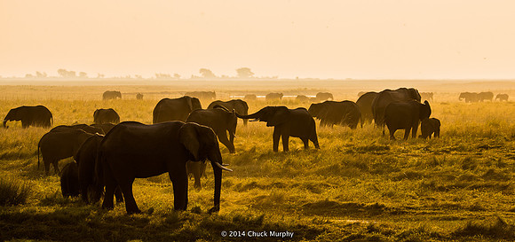 This is a smallish gathering of elephants. Once I counted over 200 in view at one time.