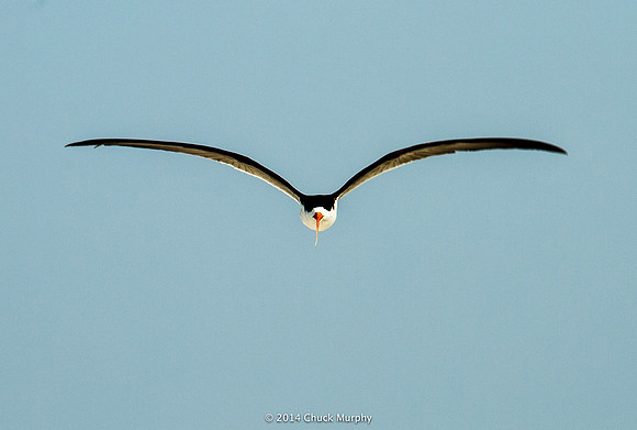 African Skimmer, a close relative of our Black Skimmer