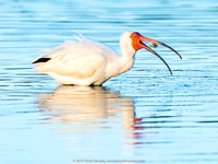 White Ibis, Ft. DeSoto Park