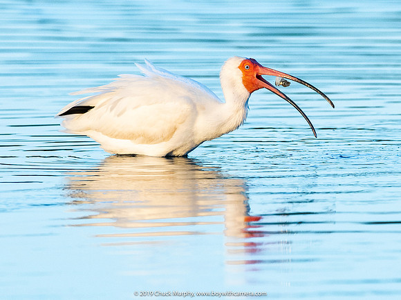 White Ibis, Ft. DeSoto Park