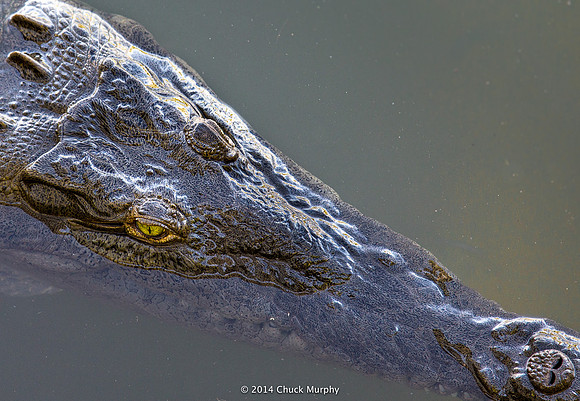 Croc