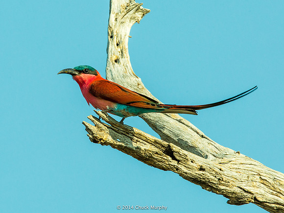 Carmine Bee-eater. As the name implies, these guys catch bees and wasps in midair.