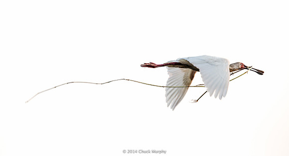 African Spoonbill, nesting season
