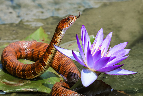Northern Watersnake, Nerodia sipedon