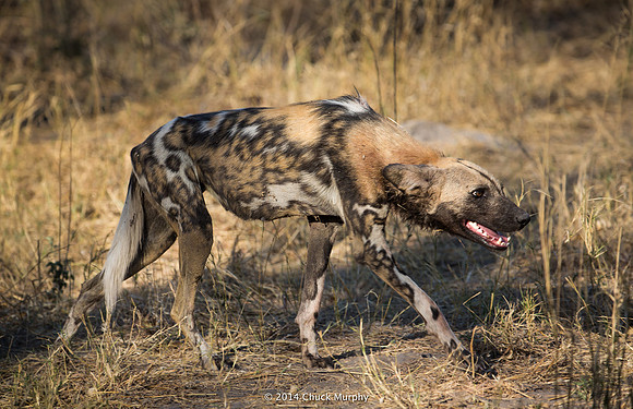 On the prowl, an adult African Wild Dog