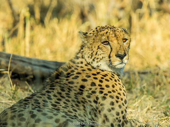 Unlike Lions and Leopards, Cheetahs are shy and skittish. This is about the only decent shot I got of one.
