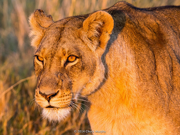 Hungry lioness looking for breakfast, and no, it's not going to be Raisin Bran.