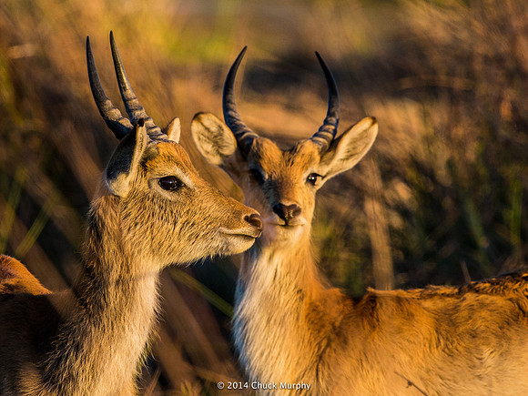 For comparison: Waterbuck, Impala