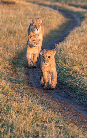 A lioness and her cubs on the prowl at sunrise.