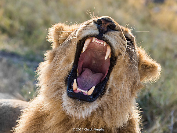 Big yawn from a big kitty.