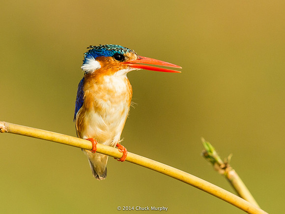 Malachite Kingfisher. He's a teensy bird, about the size of a Titmouse, plus that deadly bill.
