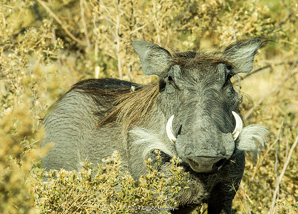 Cute! . . . for a warthog.