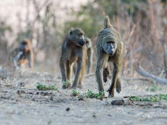 Baboons on the move.