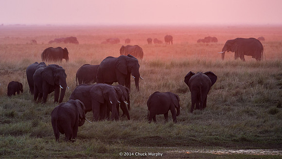 Elephants, sunrise.