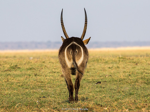 The End--A Waterbuck with his distinctive target butt.