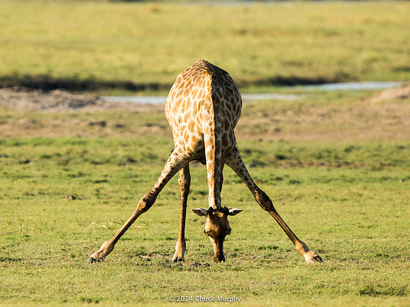 3-legged Giraffe